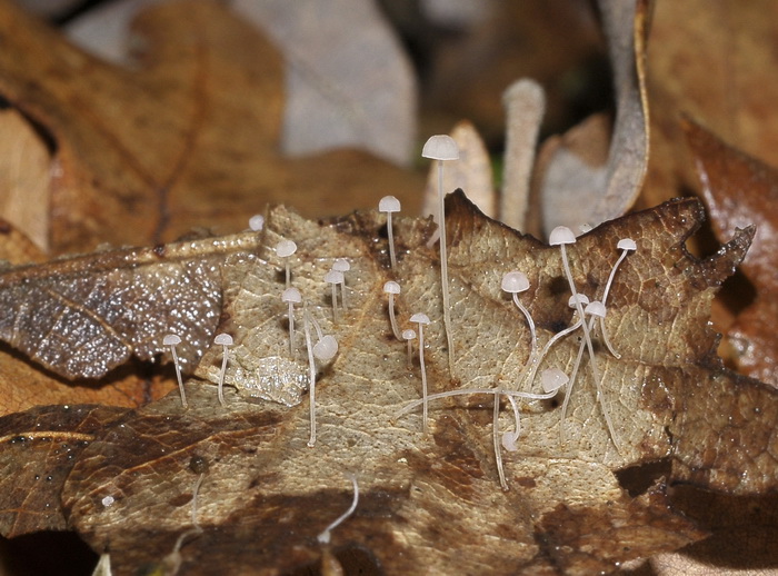 Mycena smithiana e dintorni....?